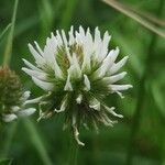 Trifolium montanumফুল