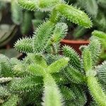 Delosperma echinatum 葉