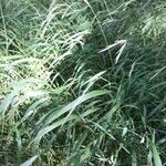 Brachypodium sylvaticum Habit