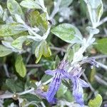 Teucrium fruticans Virág