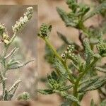 Heliotropium bacciferum Flower