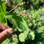 Lobelia inflata Leaf