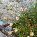 Silene saxifraga Flower