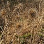 Dipsacus pilosusফুল