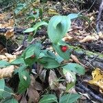 Ruscus hypophyllum Blatt