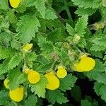 Calceolaria tripartita Flower