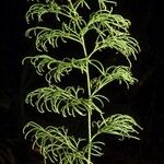 Pseudolycopodium densum Характер