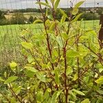 Ceanothus americanus Leaf