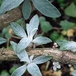 Buddleja albiflora Ліст