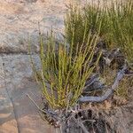 Ephedra viridis Leaf