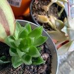 Haworthia cymbiformis Yaprak