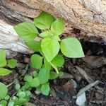 Parietaria debilis Yaprak