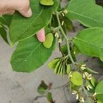 Dalbergia ecastaphyllum Leaf