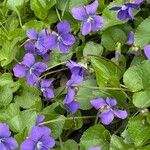 Viola × melissifolia Flower