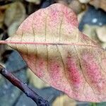 Cotinus coggygria ഇല