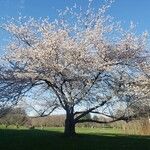 Prunus × yedoensis Habitat