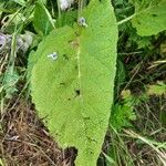 Salvia sclarea Blatt