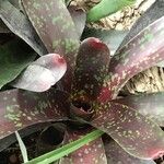 Neoregelia lillyae Hoja