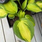 Hosta plantaginea Leaf