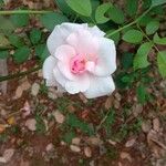 Rosa abietina Blüte