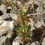 Ononis ornithopodioides Habit