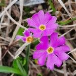 Primula farinosa Цвят