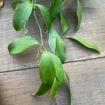 Smilax laurifolia List