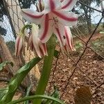 Crinum bulbispermum Flower