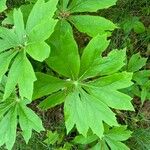 Podophyllum peltatum Leaf