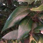 Quercus virginiana Foglia