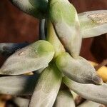 Pachyphytum compactumFulla