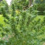 Cannabis sativa Агульны выгляд