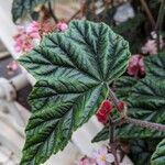 Begonia incarnata Fuelha