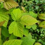 Rubus ferus Folha