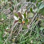 Cotoneaster pannosusFrunză