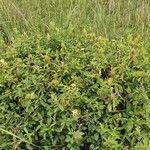 Barleria eranthemoides Habit