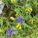 Melampyrum subalpinum Квітка