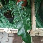 Philodendron bipennifolium Листок