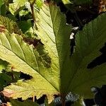 Filipendula rubra Leaf