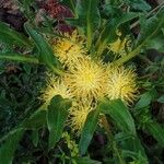 Centaurea lagascana