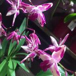 Dendrobium kingianum Fleur