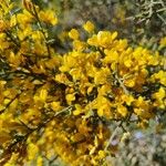 Cytisus galianoi Flower