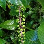 Phytolacca rivinoides Fruit