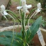 Habenaria procera Hábito