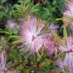 Calliandra selloi Kvet