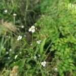 Alisma lanceolatum Flower