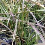 Pennisetum setaceum Habit