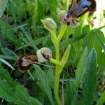 Ophrys speculum Natur