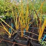 Libertia peregrinans Leaf