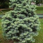 Abies concolor Habitus